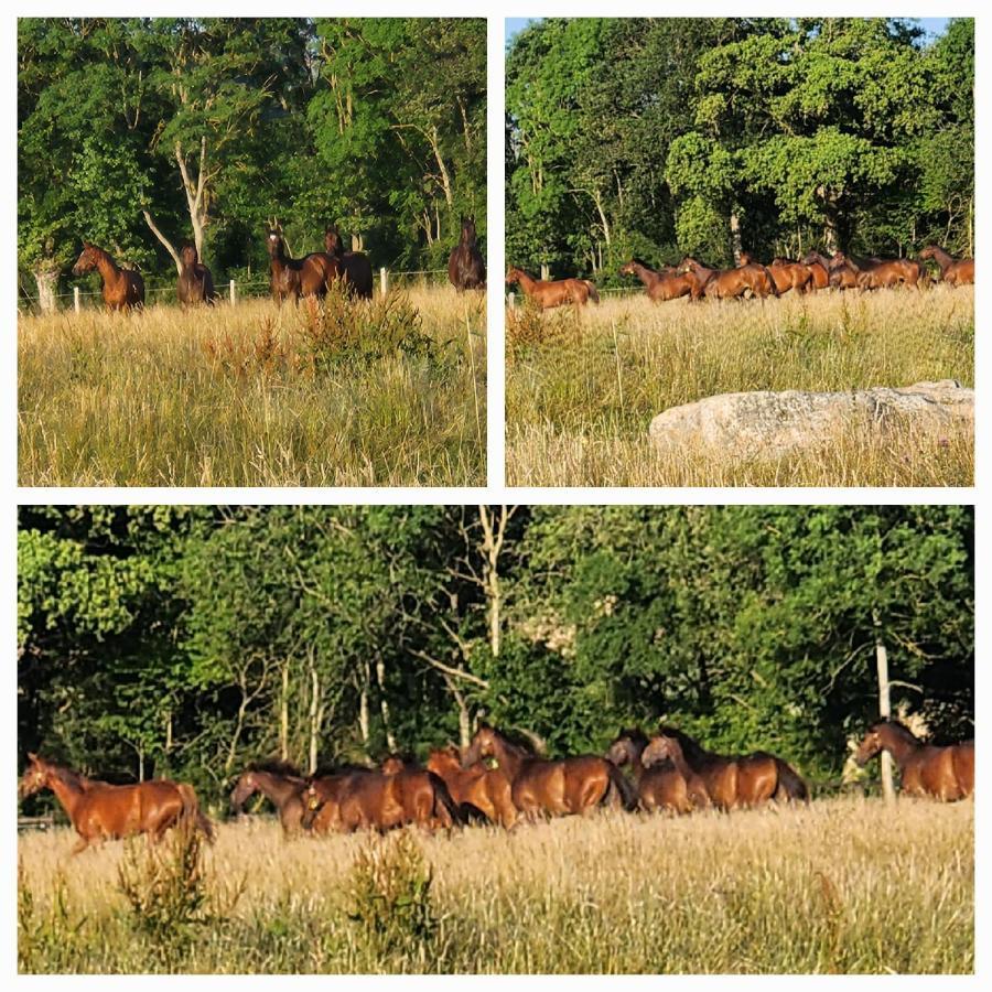 Les Naturelles Saint-Aubin-de-Locquenay Esterno foto